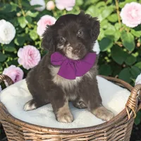 Mocha, a female Aussiedoodle for sale in Austin, TX – 1 of 1