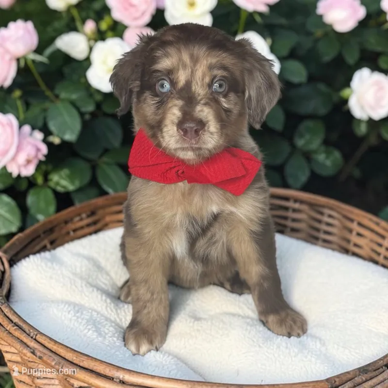 Teddy – Aussiedoodle puppy for sale in Austin, TX