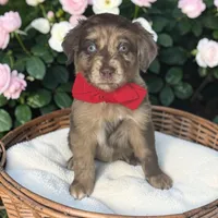 Teddy, a male Aussiedoodle for sale in Austin, TX – 1 of 1