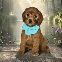 Willow - F1 Medium, a female Goldendoodle and Miniature Goldendoodle for sale in Austin, TX – 1 of 1