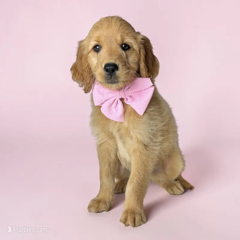 Cora - F1 mini – Goldendoodle, Miniature Goldendoodle puppy for sale in Austin, TX