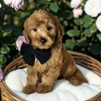 Wally - F1 mini, a male Goldendoodle and Miniature Goldendoodle for sale in Austin, TX – 1 of 1