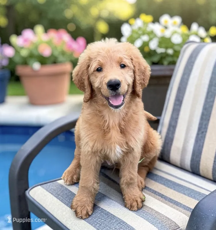 Jigsaw - F1 Standard – Goldendoodle puppy for sale in Austin, TX