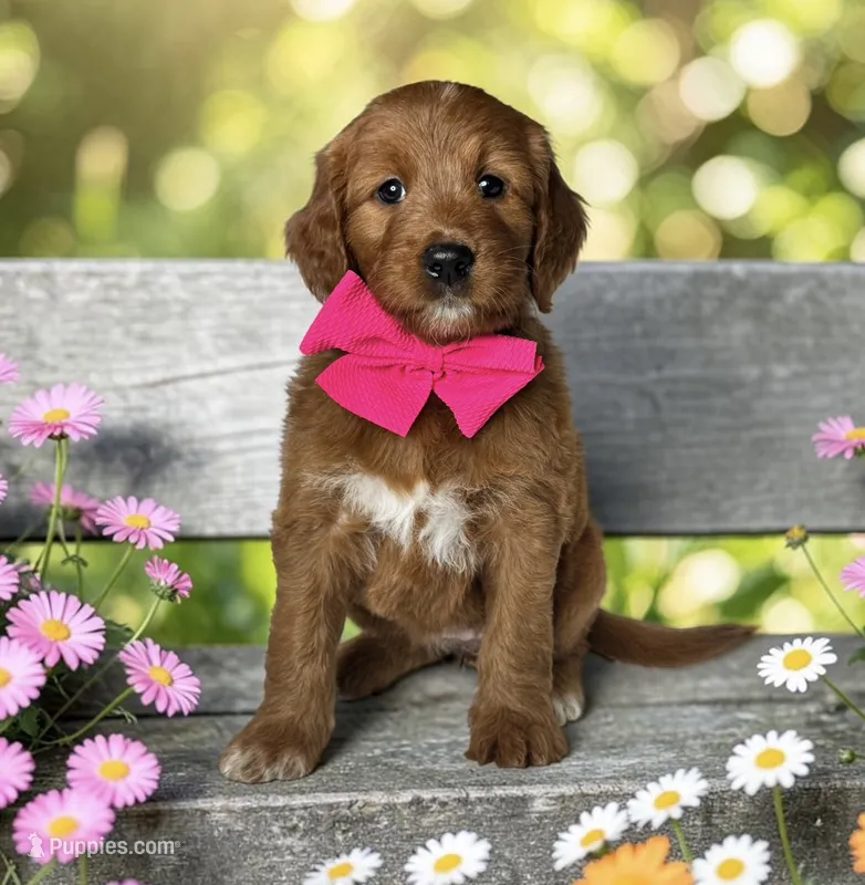 Mango - F1 Standard – Goldendoodle puppy for sale in Austin, TX