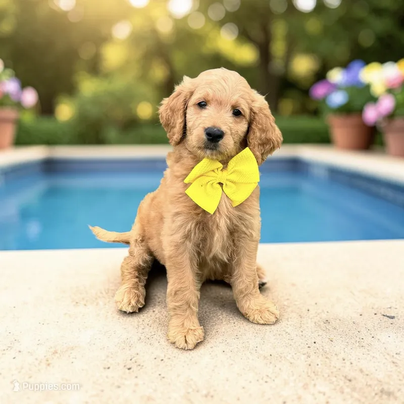 Freddie - F1 Standard – Goldendoodle puppy for sale in Austin, TX