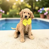 Freddie - F1 Standard, a male Goldendoodle for sale in Austin, TX – 1 of 1