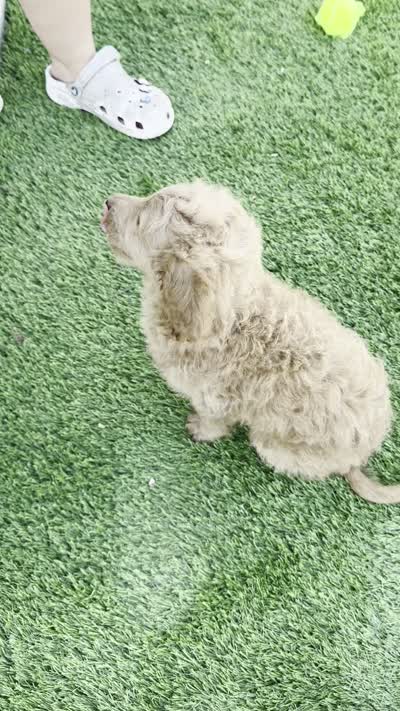 Belle - F1 Mini, a female Miniature Goldendoodle for sale in Austin, TX – 2 of 2
