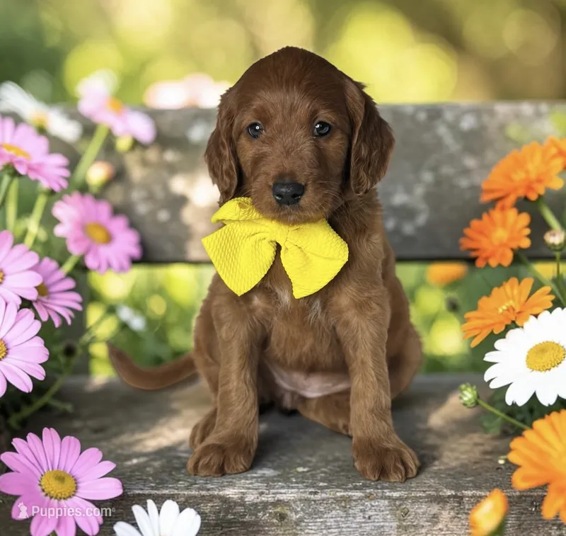 Kiwi - F1 Standard – Goldendoodle puppy for sale in Austin, TX