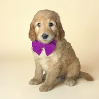 Flora - F1b mini, a female Goldendoodle and Miniature Goldendoodle for sale in Austin, TX – 1 of 1