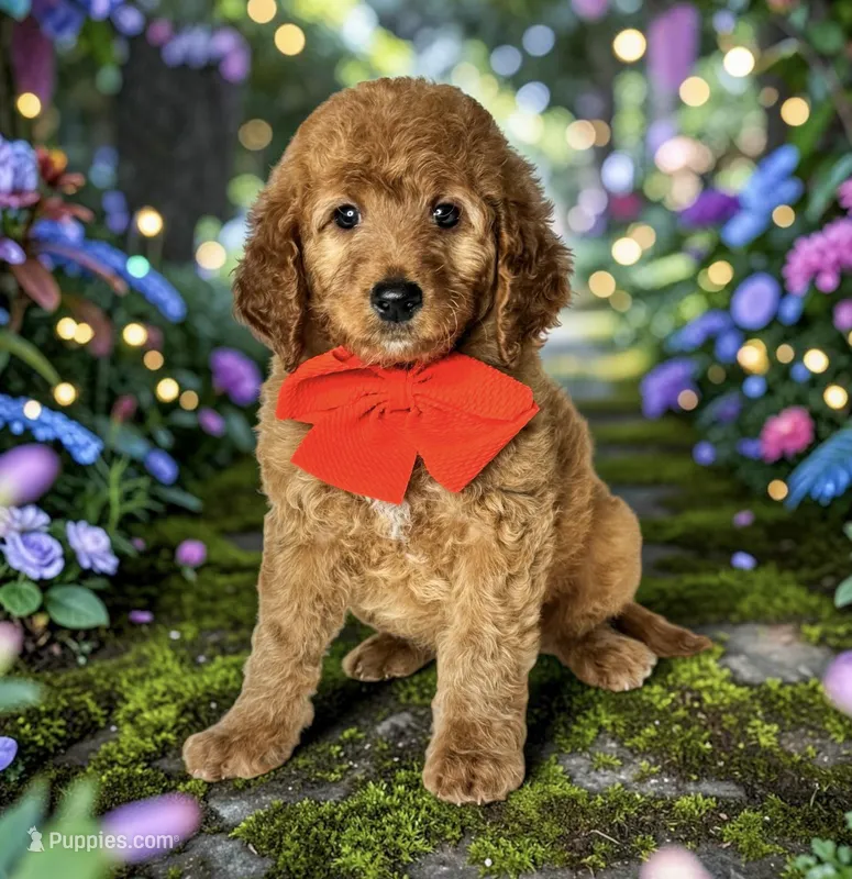 Peter (Pan) - F1b Petite – Miniature Goldendoodle puppy for sale in Austin, TX