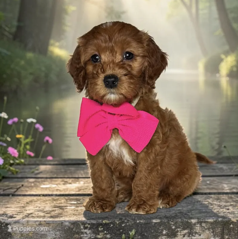Rosie - F1 mini – Goldendoodle, Miniature Goldendoodle puppy for sale in Austin, TX