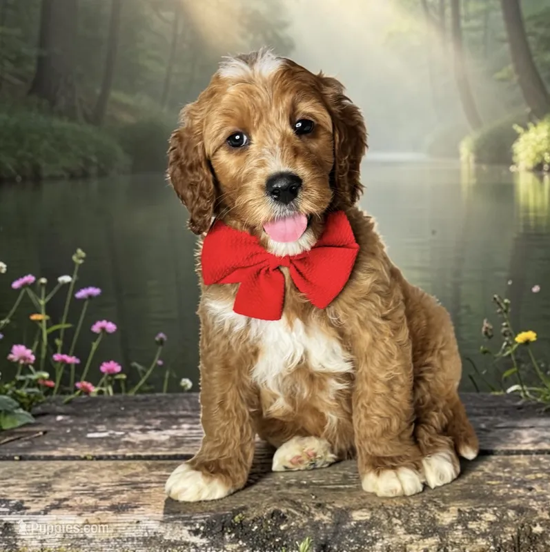 Jasper - F1 Medium – Goldendoodle, Miniature Goldendoodle puppy for sale in Austin, TX