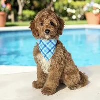 Xander - F1b Petite, a male Goldendoodle and Miniature Goldendoodle for sale in Austin, TX – 1 of 3