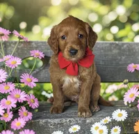 Reef - F1 Standard, a male Goldendoodle for sale in Austin, TX – 1 of 1