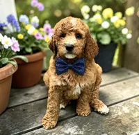 Copper - F2b Standard, a male Goldendoodle for sale in Austin, TX – 1 of 1