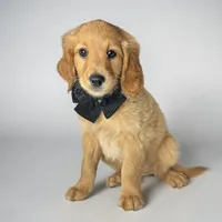 Porter - F1 mini, a male Goldendoodle and Miniature Goldendoodle for sale in Austin, TX – 1 of 1