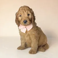 Della - F1b mini, a female Goldendoodle and Miniature Goldendoodle for sale in Austin, TX – 1 of 1