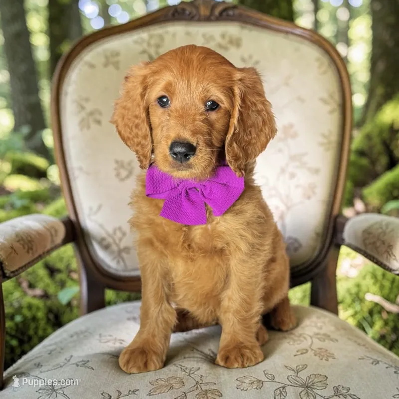 Emme - F1 Standard – Goldendoodle puppy for sale in Austin, TX