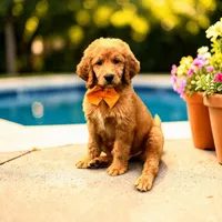 Jigsaw - F1 Standard, a male Goldendoodle for sale in Austin, TX – 1 of 1