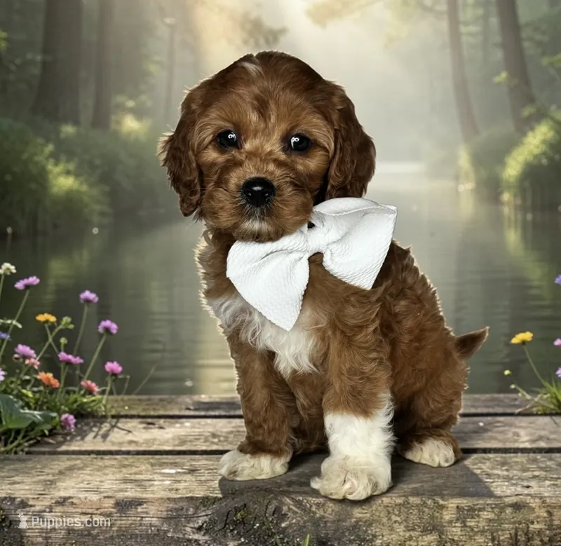 Harper - F1 Medium – Goldendoodle, Miniature Goldendoodle puppy for sale in Austin, TX