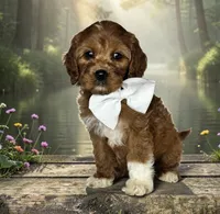 Harper - F1 Medium, a female Goldendoodle and Miniature Goldendoodle for sale in Austin, TX – 1 of 1