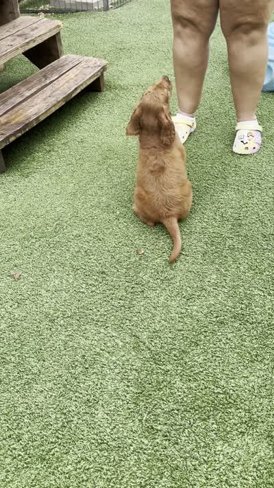 Hudson - F1 Standard, a male Goldendoodle for sale in Austin, TX – 2 of 2