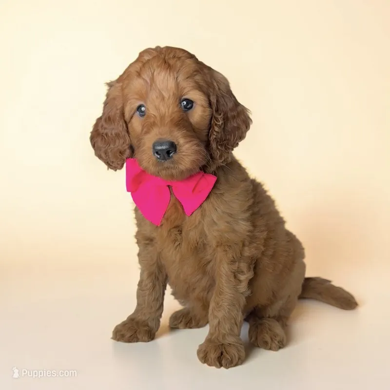 Birdie - F1b mini – Goldendoodle, Miniature Goldendoodle puppy for sale in Austin, TX