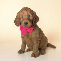 Birdie - F1b mini, a female Goldendoodle and Miniature Goldendoodle for sale in Austin, TX – 1 of 1