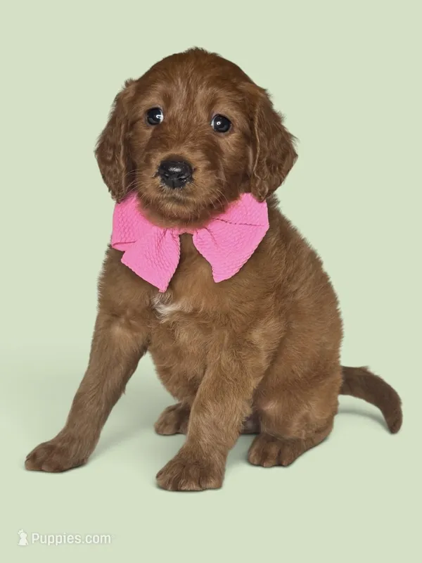Tali - F1 standard – Goldendoodle puppy for sale in Austin, TX