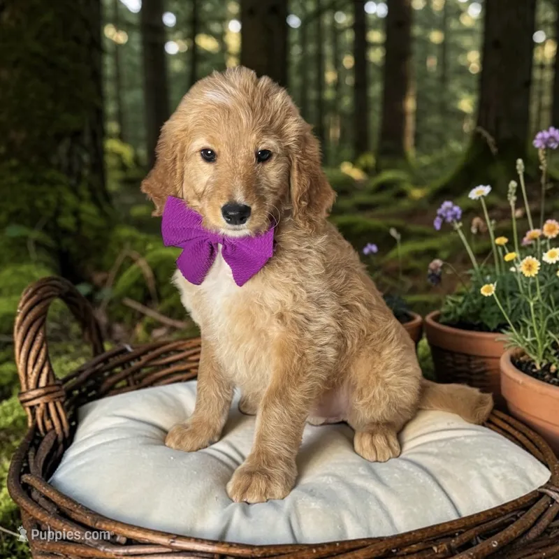 Georgia - F1 Mini – Goldendoodle, Miniature Goldendoodle puppy for sale in Austin, TX