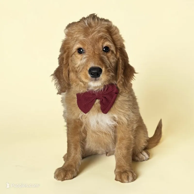Cash - F1 mini – Goldendoodle, Miniature Goldendoodle puppy for sale in Austin, TX