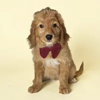 Cash - F1 mini, a male Goldendoodle and Miniature Goldendoodle for sale in Austin, TX – 1 of 1