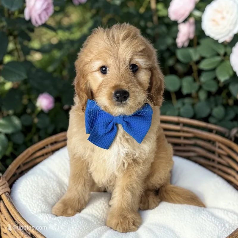 Sullivan - F1 mini – Goldendoodle, Miniature Goldendoodle puppy for sale in Austin, TX