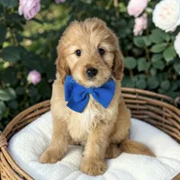 Sullivan - F1 mini, a male Goldendoodle and Miniature Goldendoodle for sale in Austin, TX – 1 of 1
