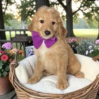 Georgia - F1 Mini, a female Goldendoodle and Miniature Goldendoodle for sale in Austin, TX – 1 of 1