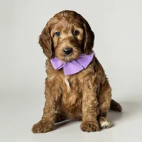 Maggie - F1 Standard, a female Goldendoodle for sale in Austin, TX – 1 of 1