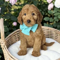 Junie - f1 mini, a female Goldendoodle and Miniature Goldendoodle for sale in Austin, TX – 1 of 1