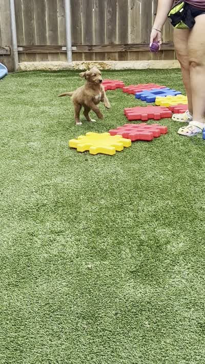 Marigold - F1 Standard, a female Goldendoodle for sale in Austin, TX – 2 of 2