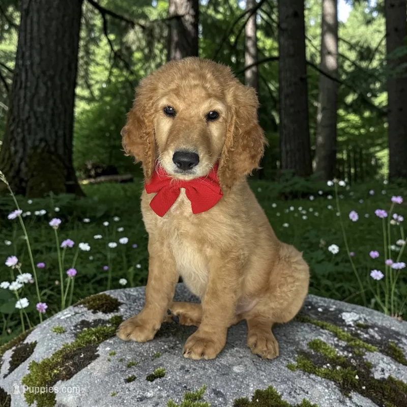 Beau - F1b mini – Goldendoodle, Miniature Goldendoodle puppy for sale in Austin, TX