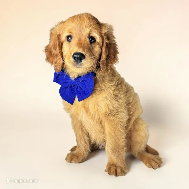 Oliver - F1 Mini – Goldendoodle, Miniature Goldendoodle puppy for sale in Austin, TX
