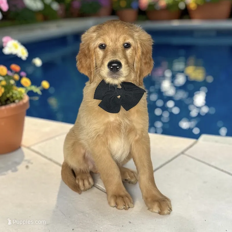 Porter - F1 Mini – Goldendoodle, Miniature Goldendoodle puppy for sale in Austin, TX