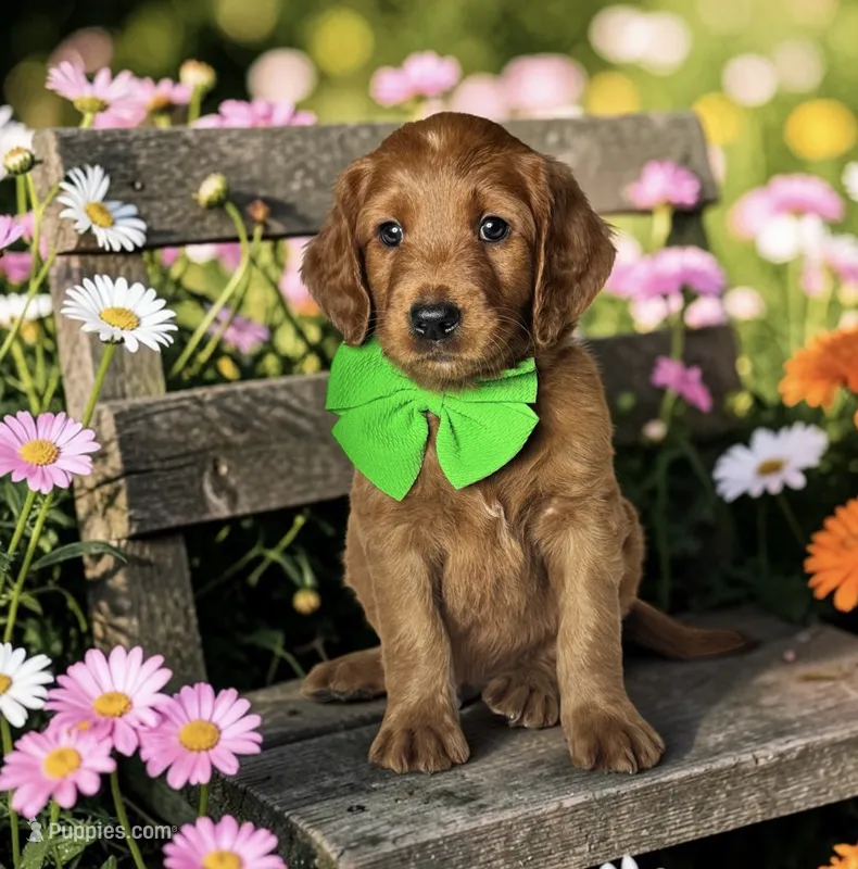 Maui - F1 Standard – Goldendoodle puppy for sale in Austin, TX