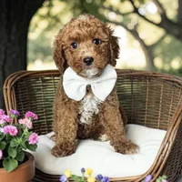 Buzz - F1b Petite, a male Miniature Goldendoodle for sale in Austin, TX – 1 of 1