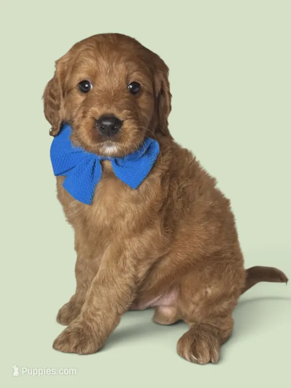 Vaughn – Goldendoodle puppy for sale in Austin, TX