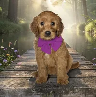 Piper - F1 Medium , a female Goldendoodle and Miniature Goldendoodle for sale in Austin, TX – 1 of 1
