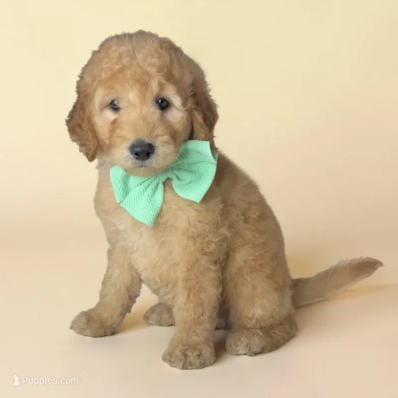 Bubbles - F1b mini – Goldendoodle, Miniature Goldendoodle puppy for sale in Austin, TX
