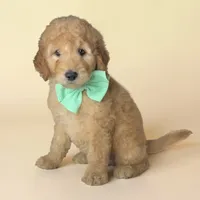 Bubbles - F1b mini, a female Goldendoodle and Miniature Goldendoodle for sale in Austin, TX – 1 of 1