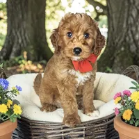 Andy - F1b Petite, a male Goldendoodle for sale in Austin, TX – 1 of 1