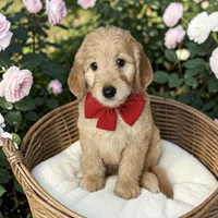 Nico - F1 mini, a male Goldendoodle and Miniature Goldendoodle for sale in Austin, TX – 1 of 1