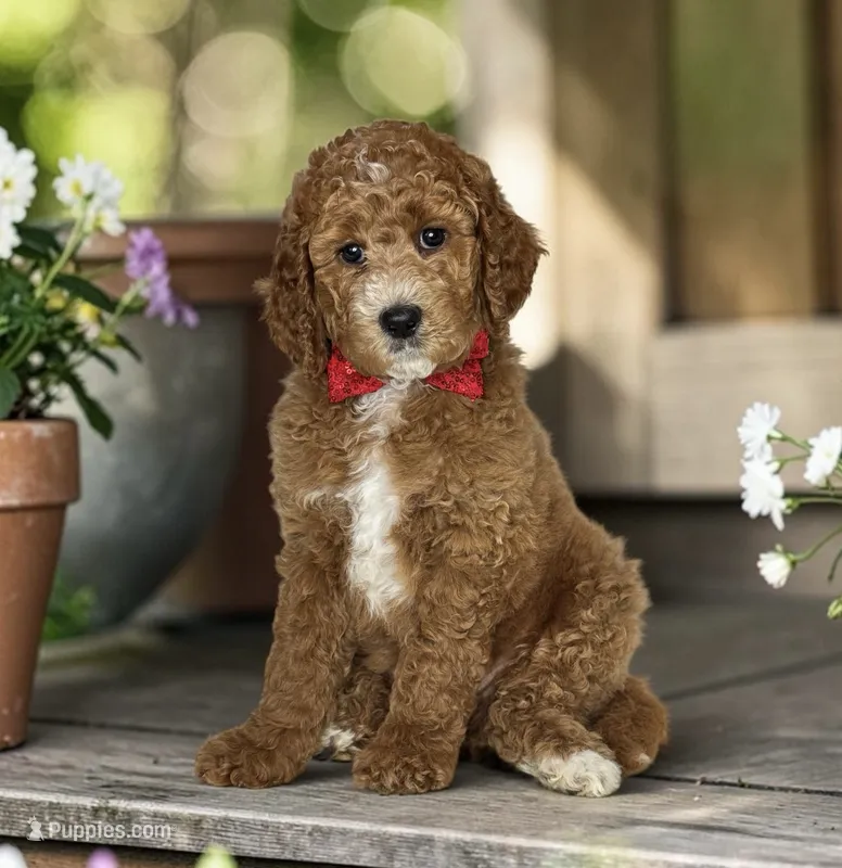 Tod - F2b Standard – Goldendoodle puppy for sale in Austin, TX